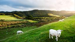 Chỗ lưu trú nghỉ mát South Island