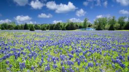 T&igrave;m những chuyến bay gi&aacute; rẻ đến Texas