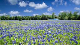 Tìm chuyến bay giá rẻ từ Đà Nẵng tới Texas