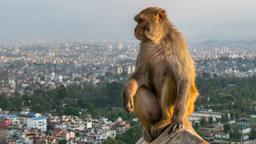 Khách sạn ở Nepal