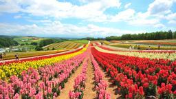 Tìm chuyến bay giá rẻ từ Hà Nội tới Hokkaido Prefecture