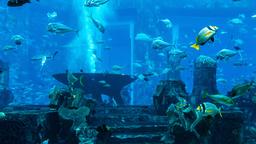 Khách sạn ở Dubai nằm gần sân bay Dubai Aquarium & Underwater Zoo