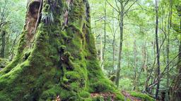 Danh mục khách sạn ở Yakushima