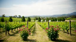 Khách sạn ở Yarra Valley