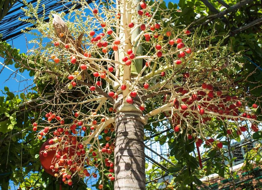 Cảnh ngoài trời Ảnh