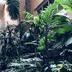 Cảnh ngoài trời