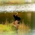 Khác