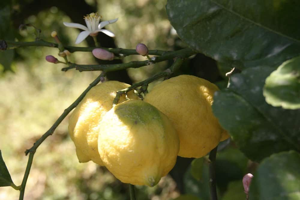 Cảnh ngoài trời