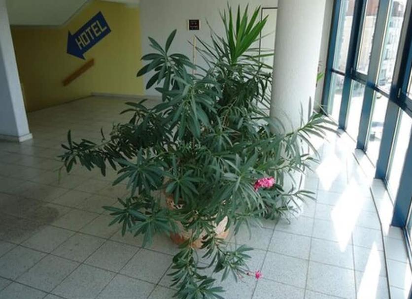 Khác Ảnh