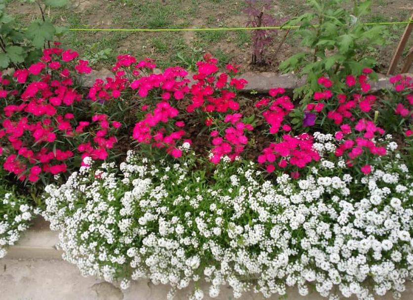 Cảnh ngoài trời Ảnh