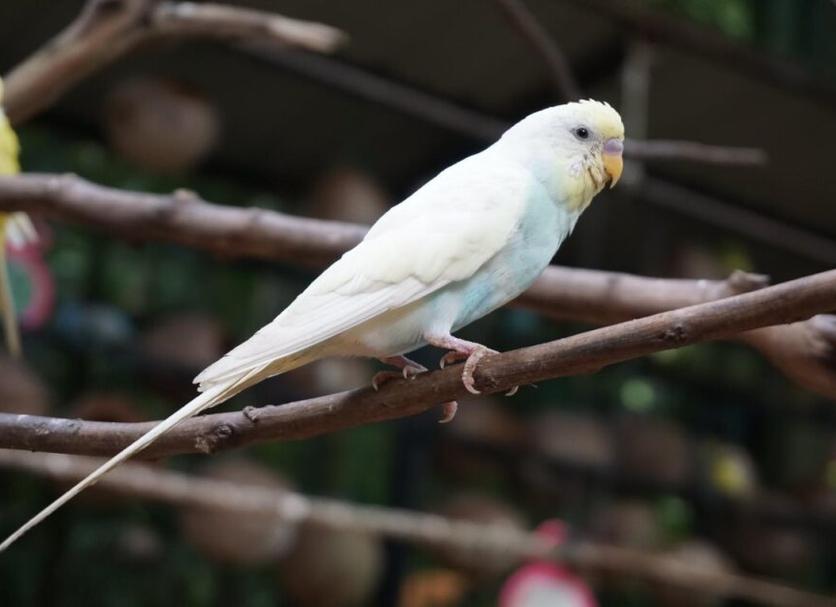 Khác Ảnh