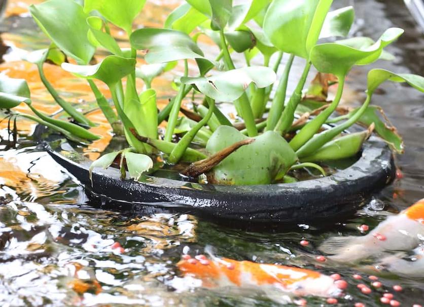 Khác Ảnh
