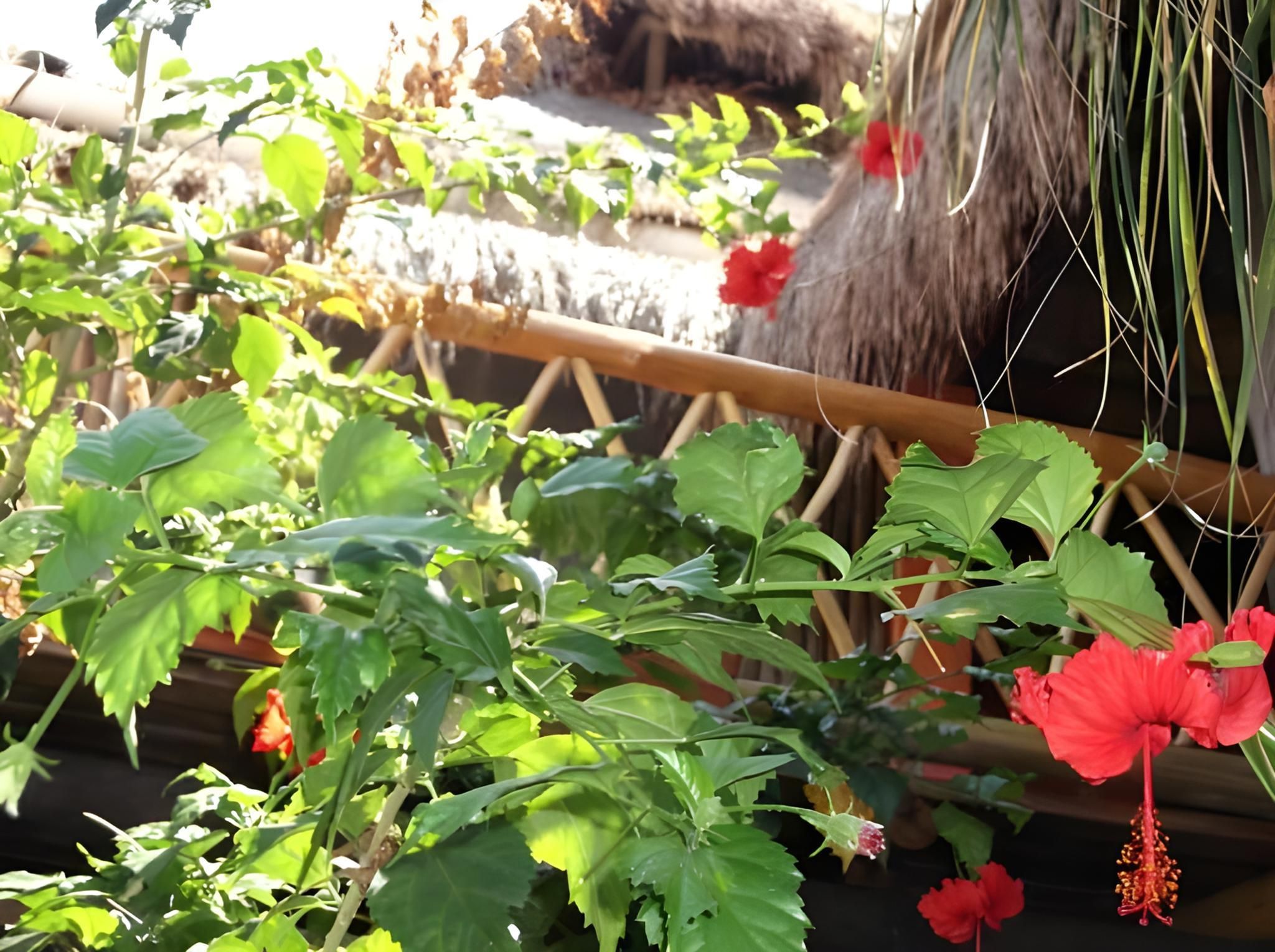 Cảnh ngoài trời
