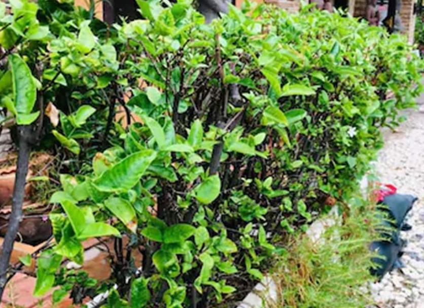 Cảnh ngoài trời Ảnh