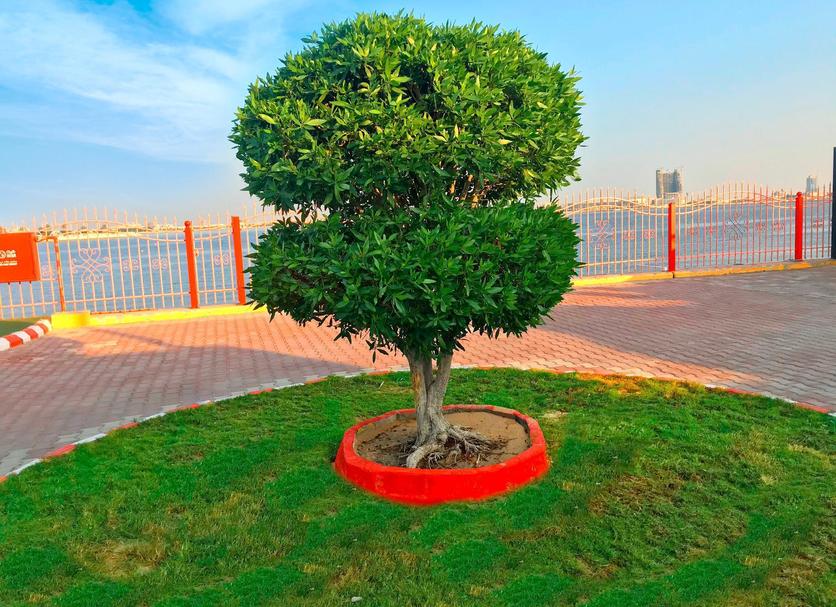 Cảnh ngoài trời Ảnh