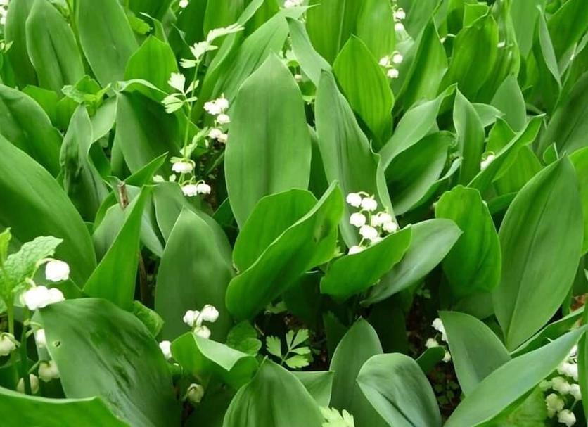 Cảnh ngoài trời Ảnh