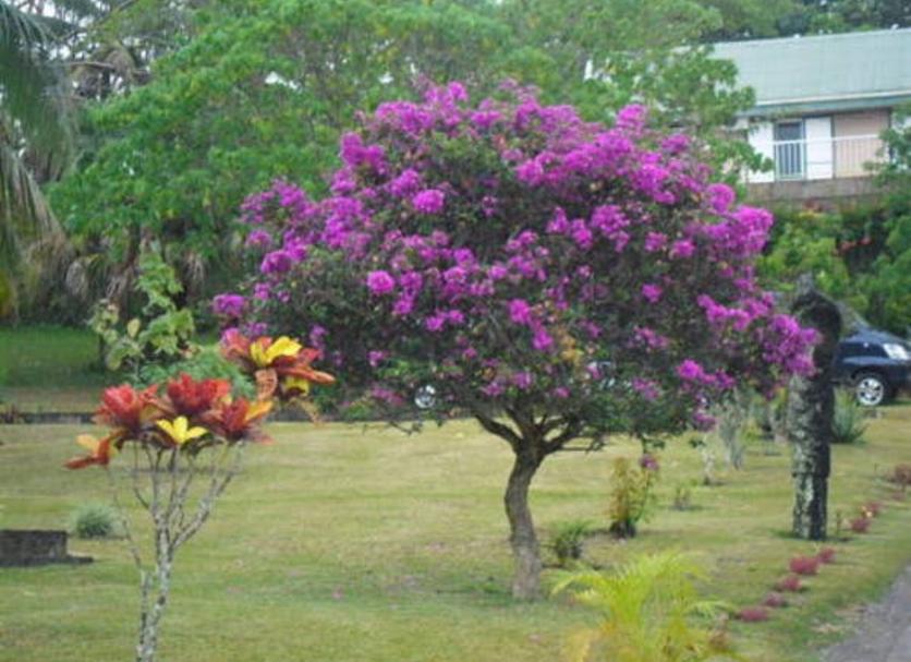 Cảnh ngoài trời Ảnh