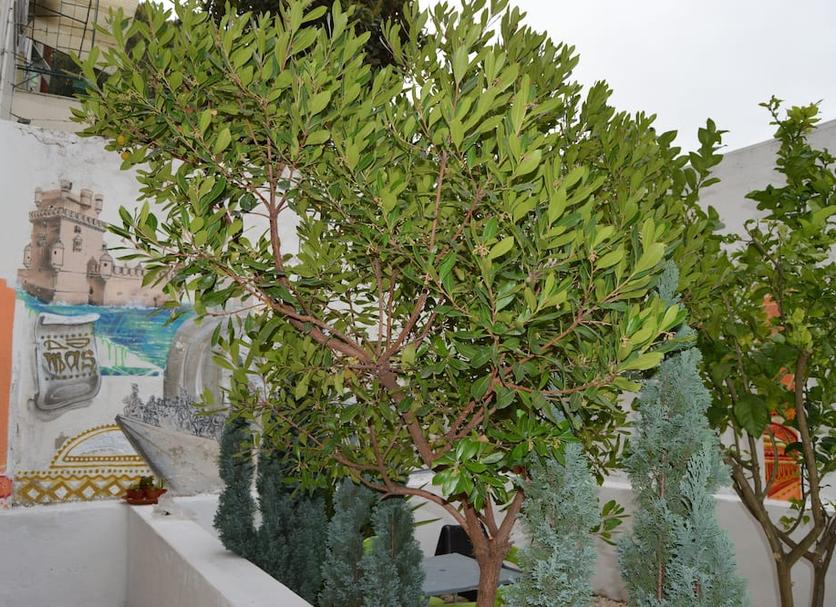 Cảnh ngoài trời Ảnh