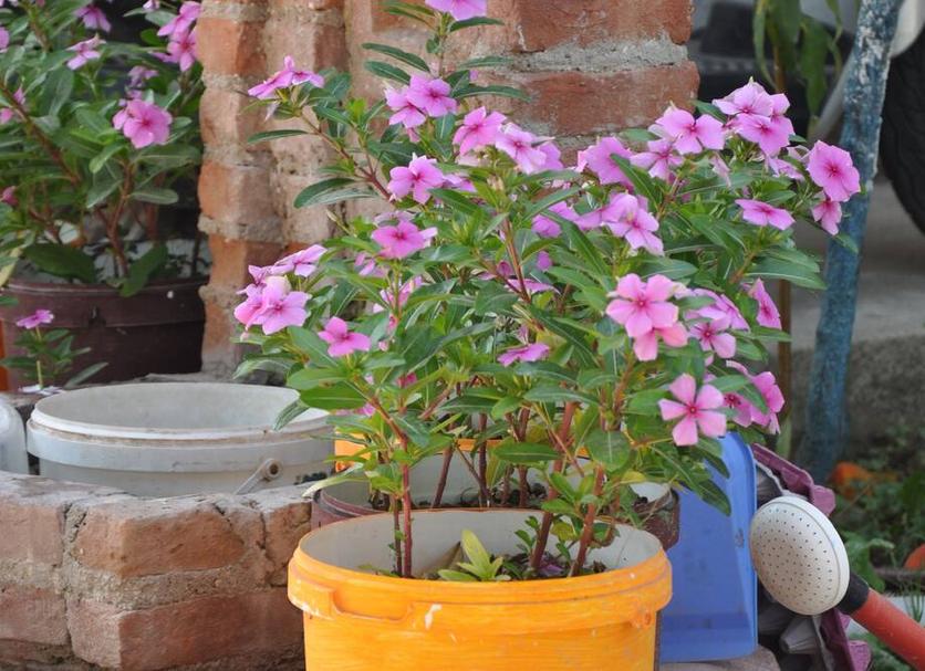 Cảnh ngoài trời Ảnh