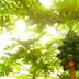 Cảnh ngoài trời