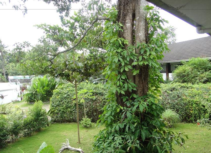 Cảnh ngoài trời Ảnh