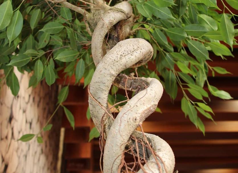 Khác Ảnh