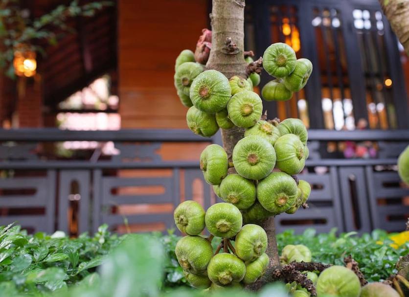 Khác Ảnh