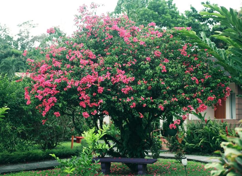 Cảnh ngoài trời Ảnh