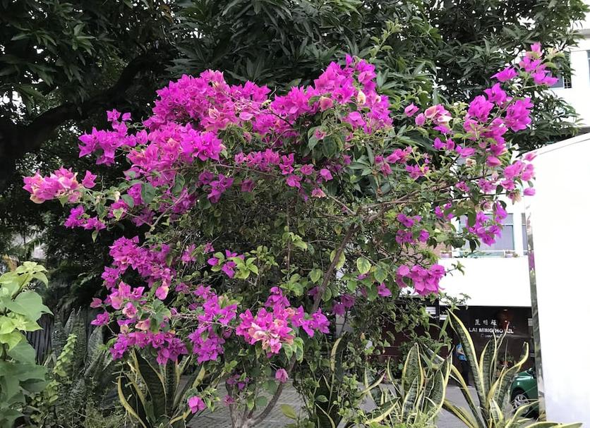 Cảnh ngoài trời Ảnh
