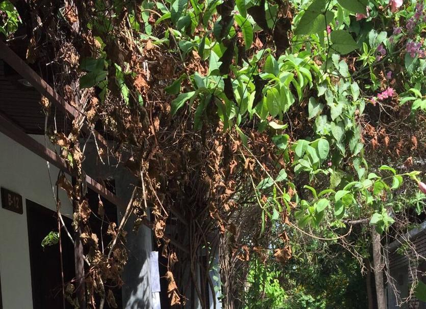Cảnh ngoài trời Ảnh