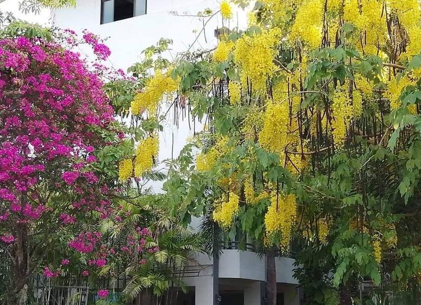 Cảnh ngoài trời Ảnh