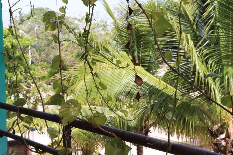 Cảnh ngoài trời