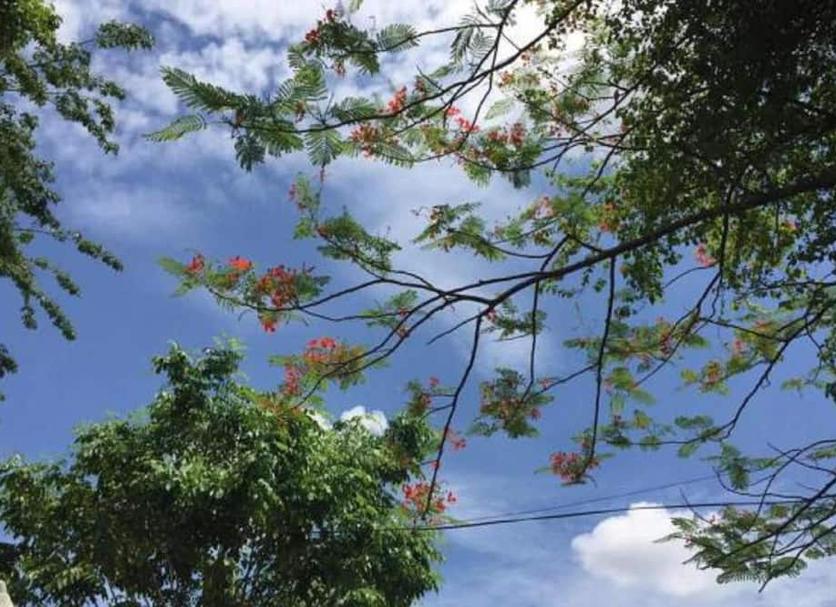 Cảnh ngoài trời Ảnh
